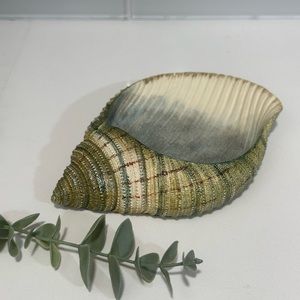 Seabreeze bath collection Soap Dish Sea Shell Or Trinket Ring Tray , Beach Decor